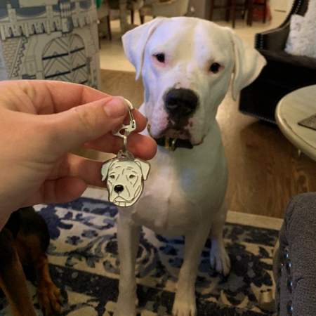 dogo argentino scout.jpg
